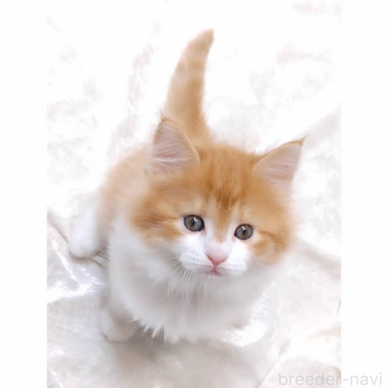 販売中の神奈川県のノルウェージャンフォレストキャット-135974の5枚目