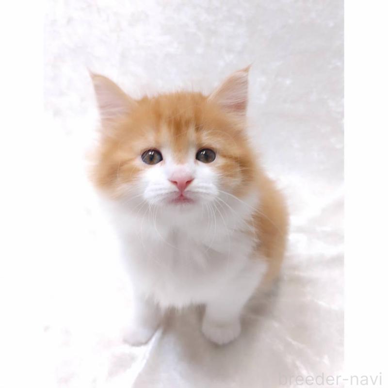 販売中の神奈川県のノルウェージャンフォレストキャット-135974の3枚目