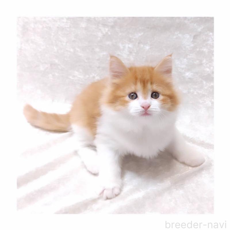 販売中の神奈川県のノルウェージャンフォレストキャット-135974の2枚目