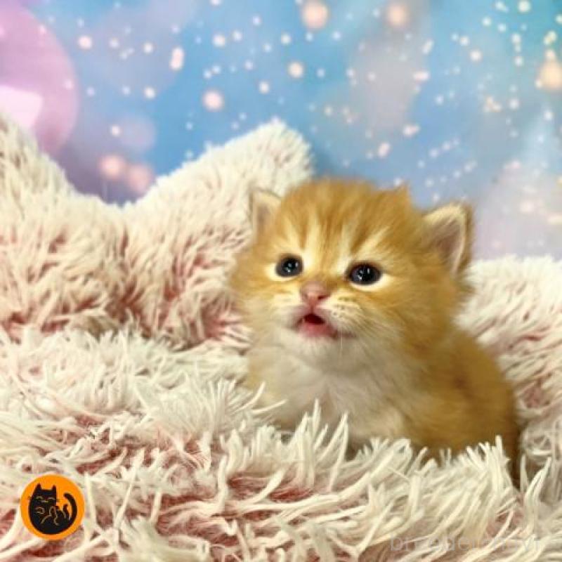 販売中の大阪府のスコティッシュフォールド-135975