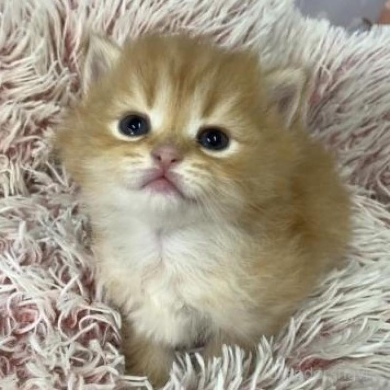 販売中の大阪府のスコティッシュフォールド-135975の6枚目