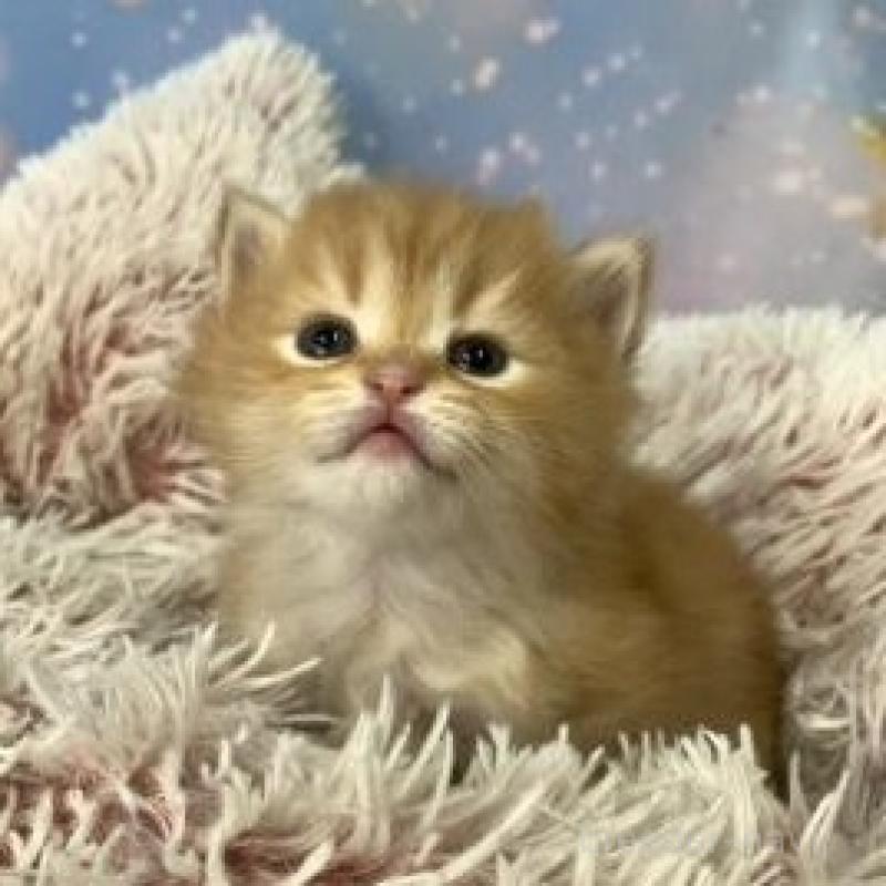 販売中の大阪府のスコティッシュフォールド-135975の5枚目