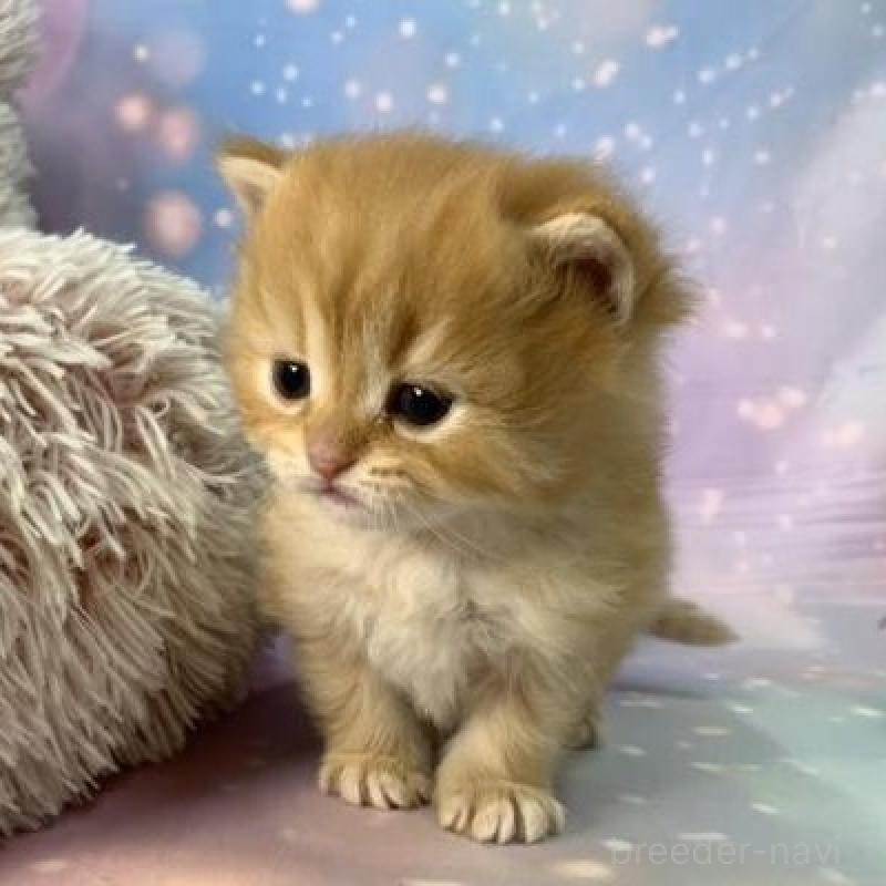 販売中の大阪府のスコティッシュフォールド-135975の4枚目