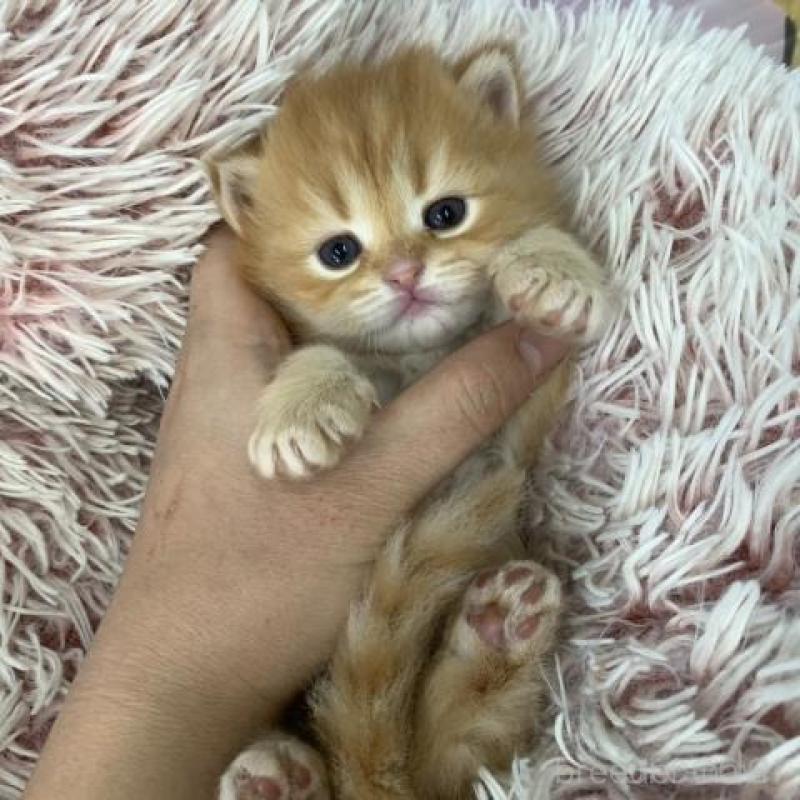 販売中の大阪府のスコティッシュフォールド-135975の3枚目