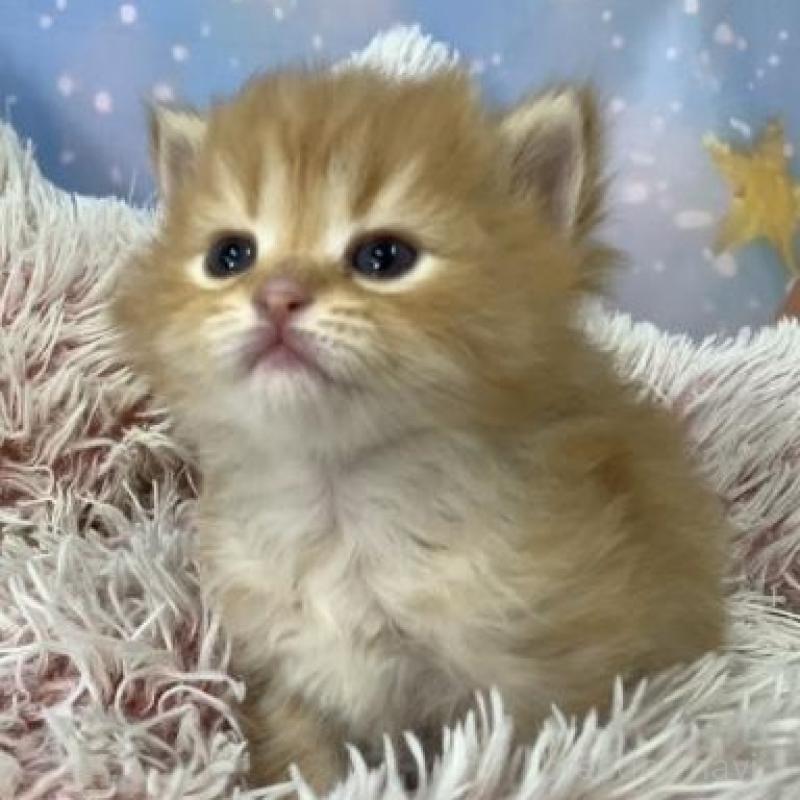 販売中の大阪府のスコティッシュフォールド-135975の2枚目