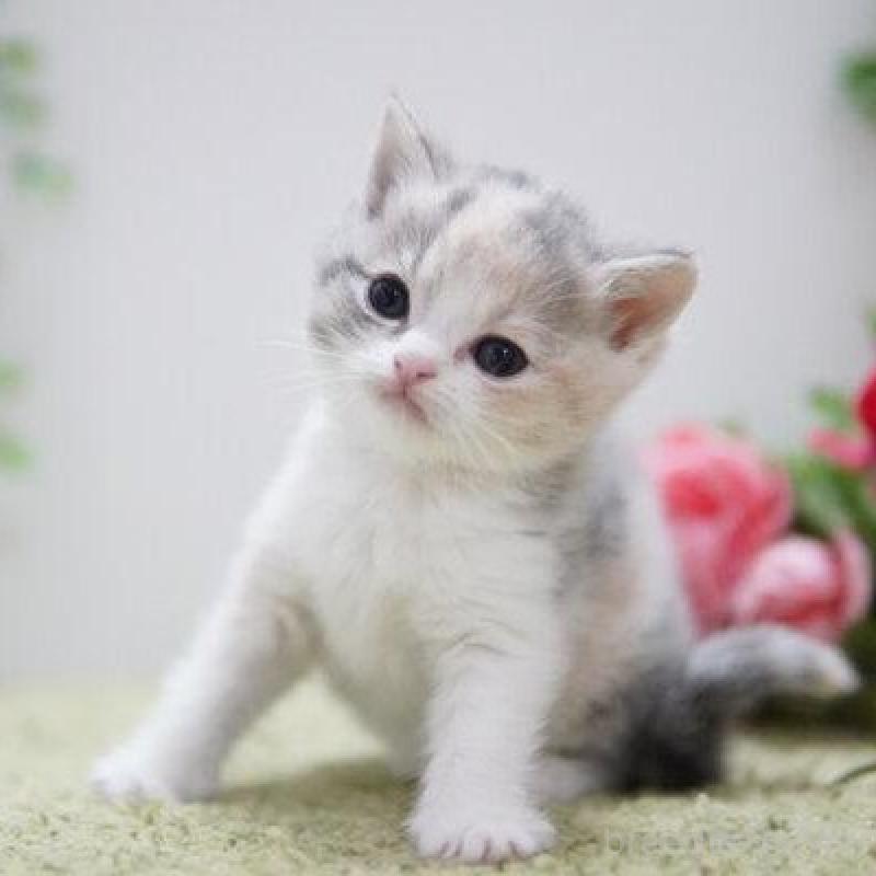 販売中の神奈川県のマンチカン-135976の5枚目