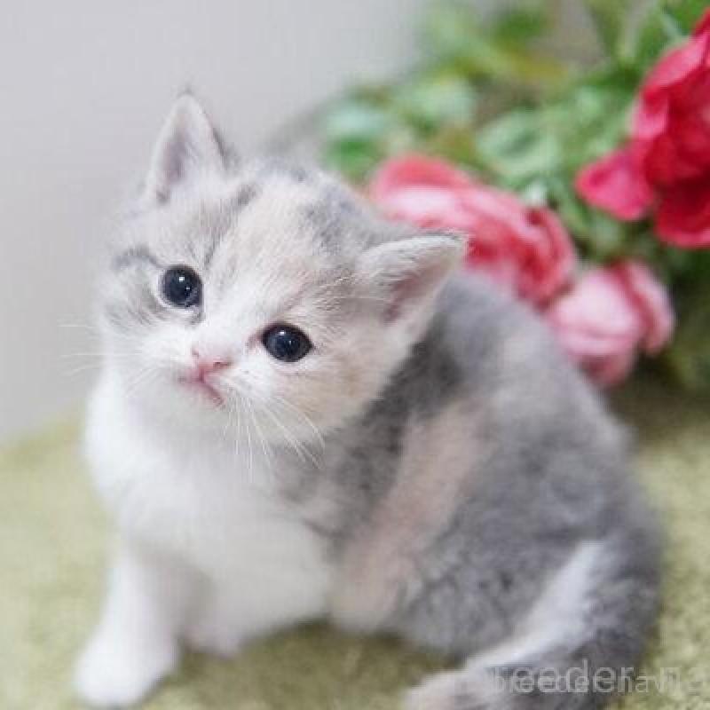 販売中の神奈川県のマンチカン-135976