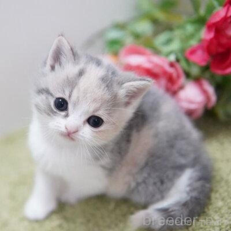 販売中の神奈川県のマンチカン-135976の4枚目