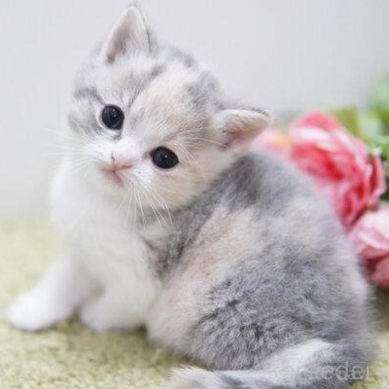 販売中の神奈川県のマンチカン-135976の3枚目