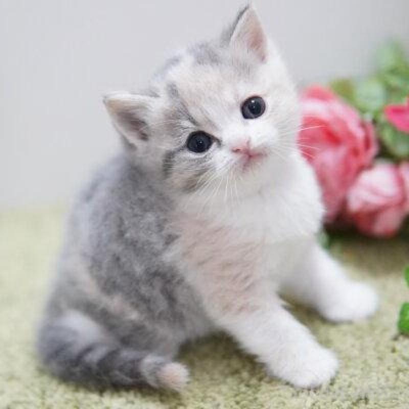 販売中の神奈川県のマンチカン-135976の2枚目