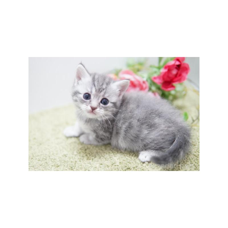 販売中の神奈川県のマンチカン-135977の5枚目