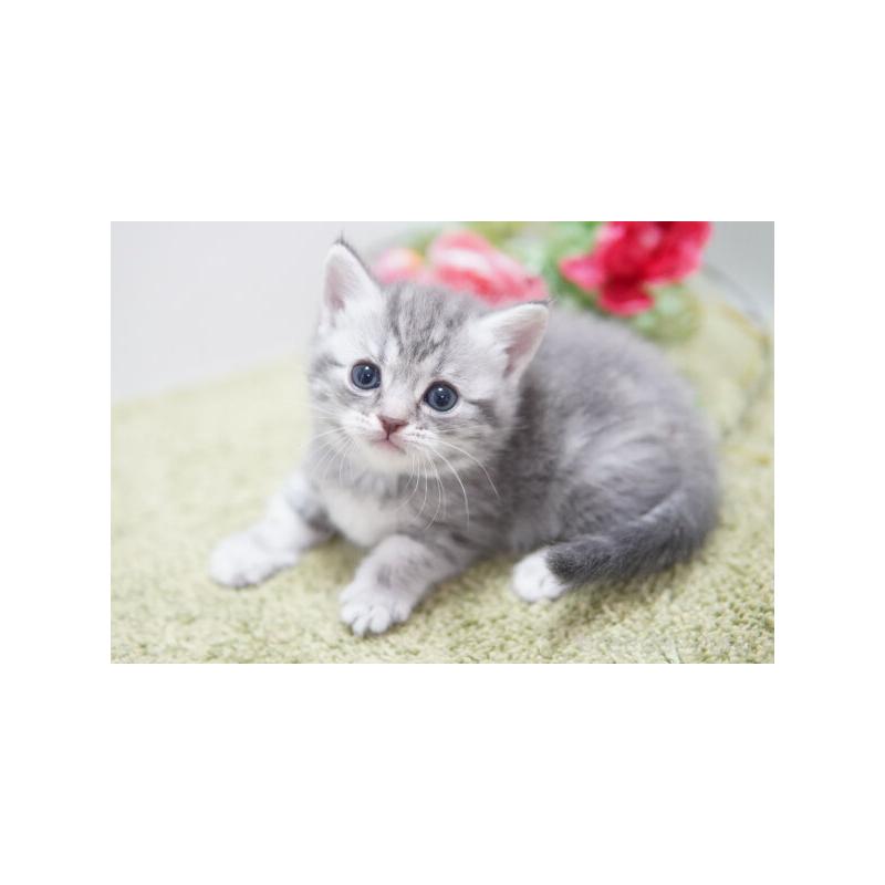 販売中の神奈川県のマンチカン-135977の4枚目