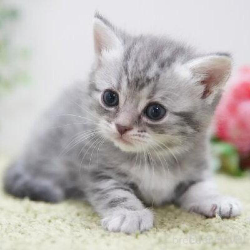 販売中の神奈川県のマンチカン-135977の3枚目