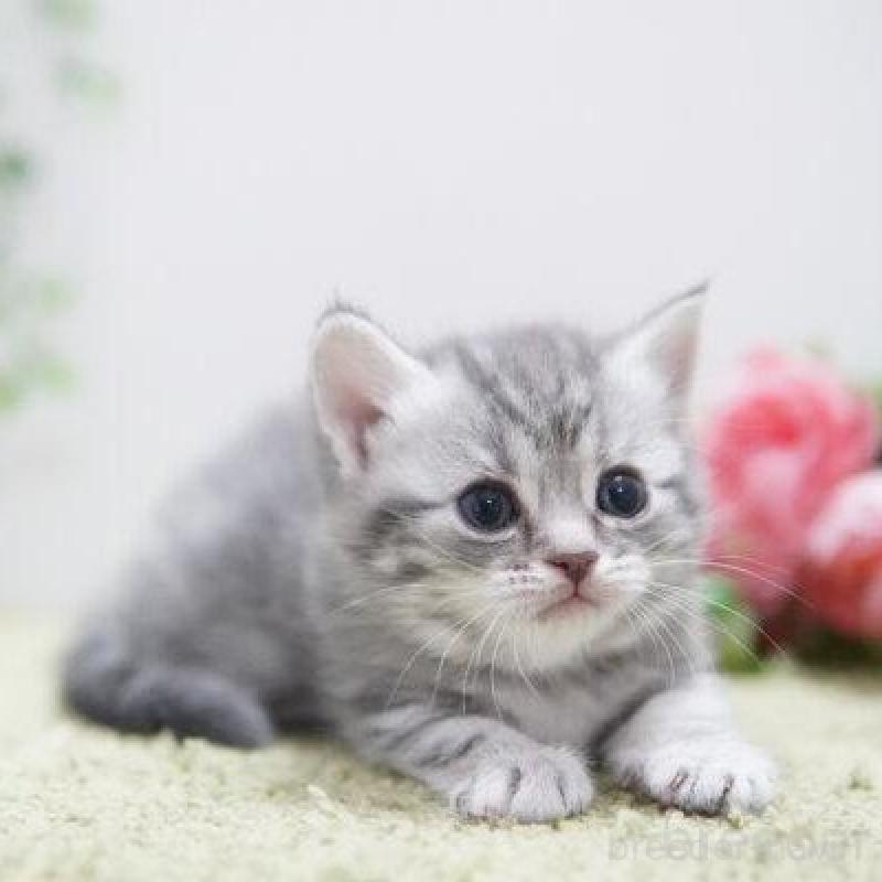 販売中の神奈川県のマンチカン-135977の2枚目