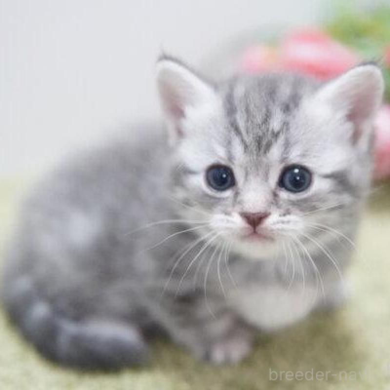 販売中の神奈川県のマンチカン-135977