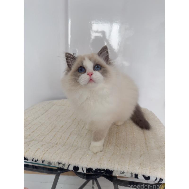 販売中の福岡県のラグドール-131397