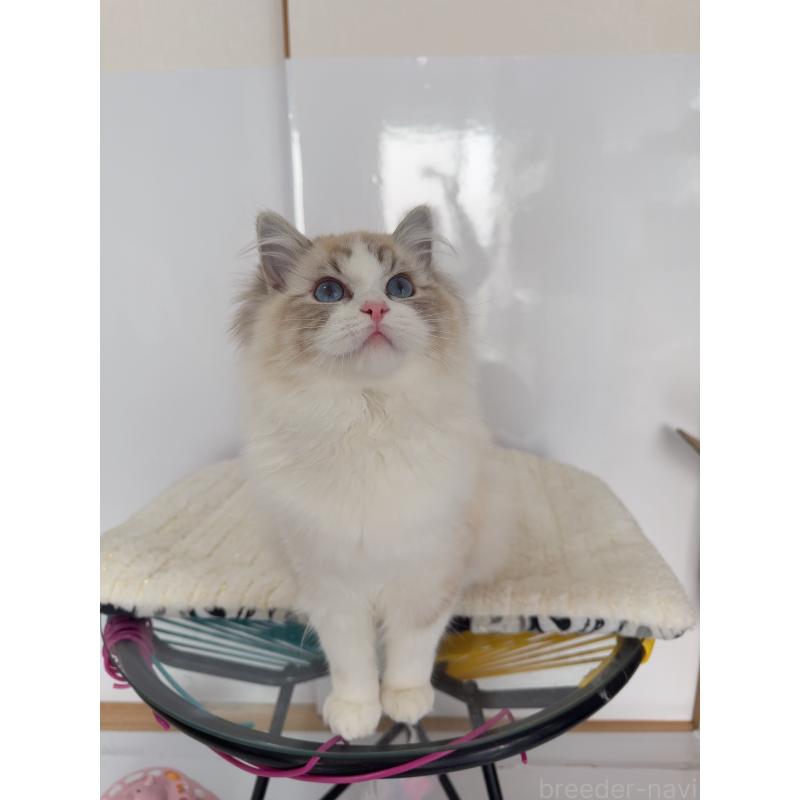 販売中の福岡県のラグドール-130332