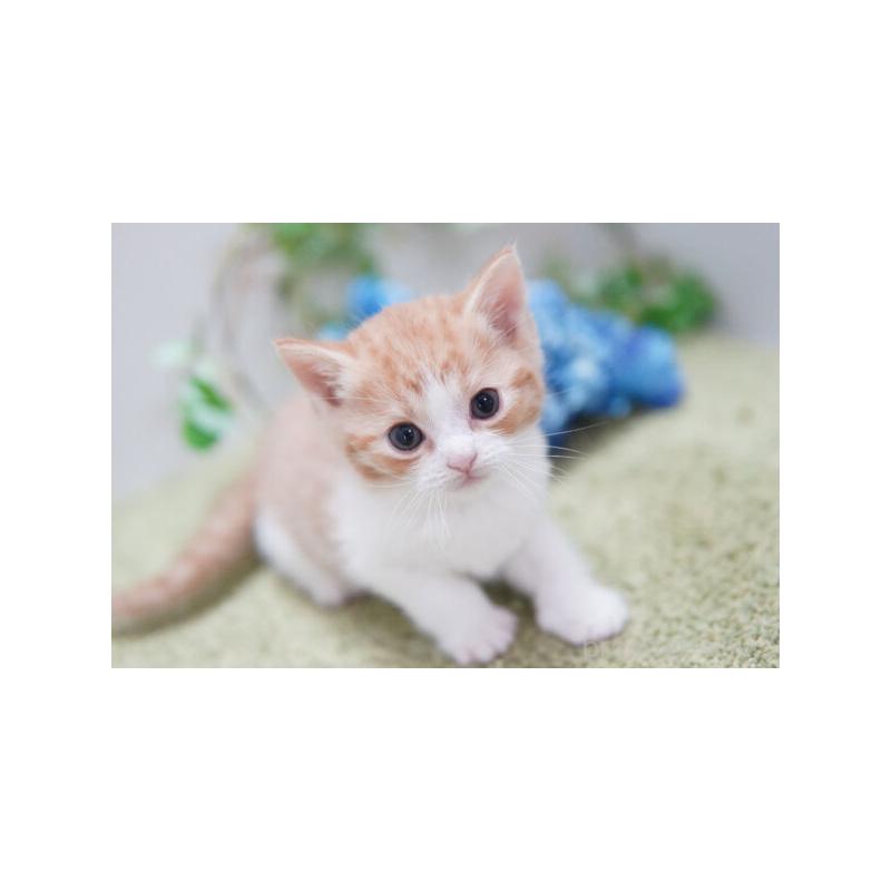 販売中の神奈川県のマンチカン-135978の5枚目