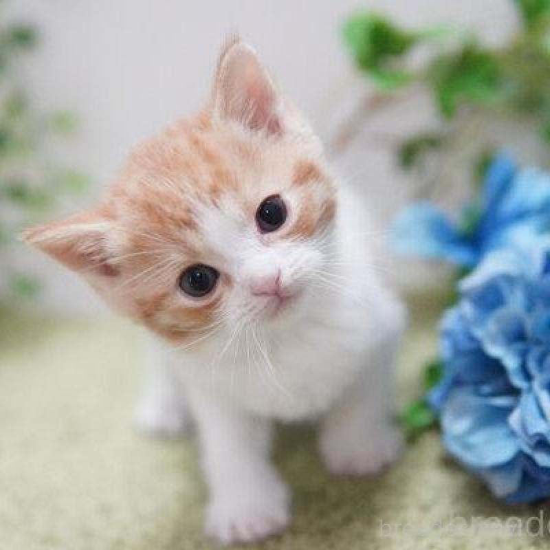 販売中の神奈川県のマンチカン-135978の4枚目