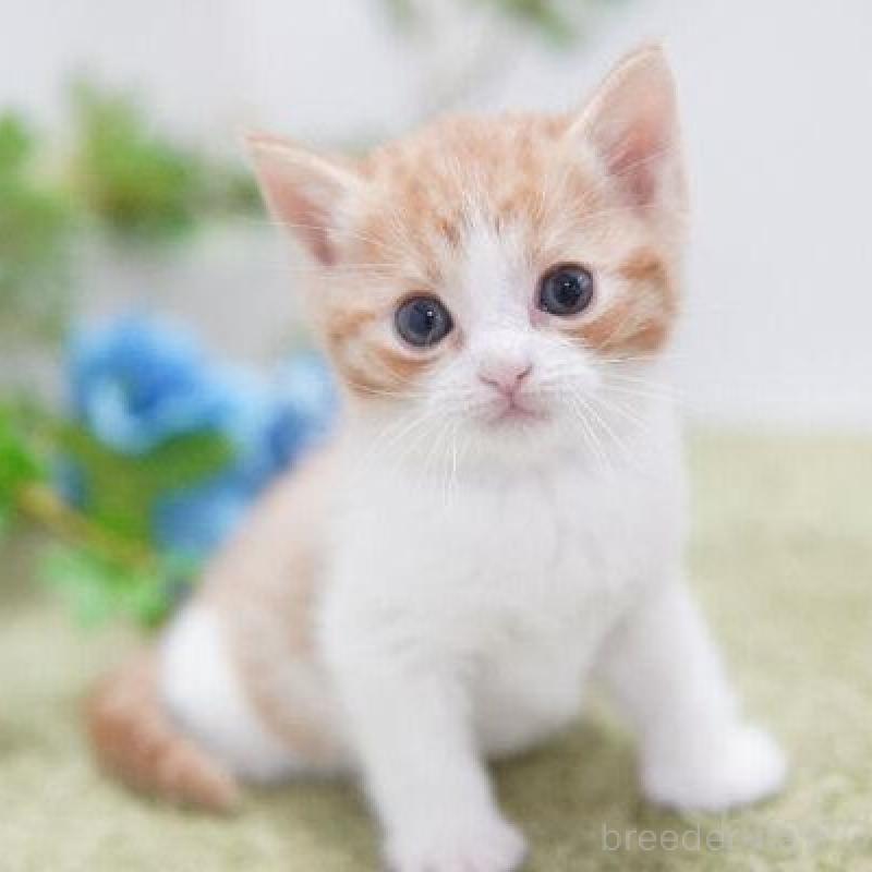 販売中の神奈川県のマンチカン-135978の3枚目