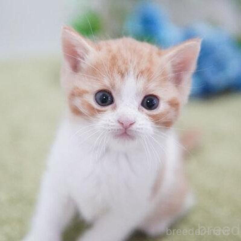 販売中の神奈川県のマンチカン-135978の2枚目