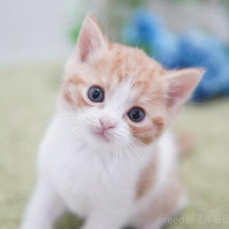 販売中の神奈川県のマンチカン-135978