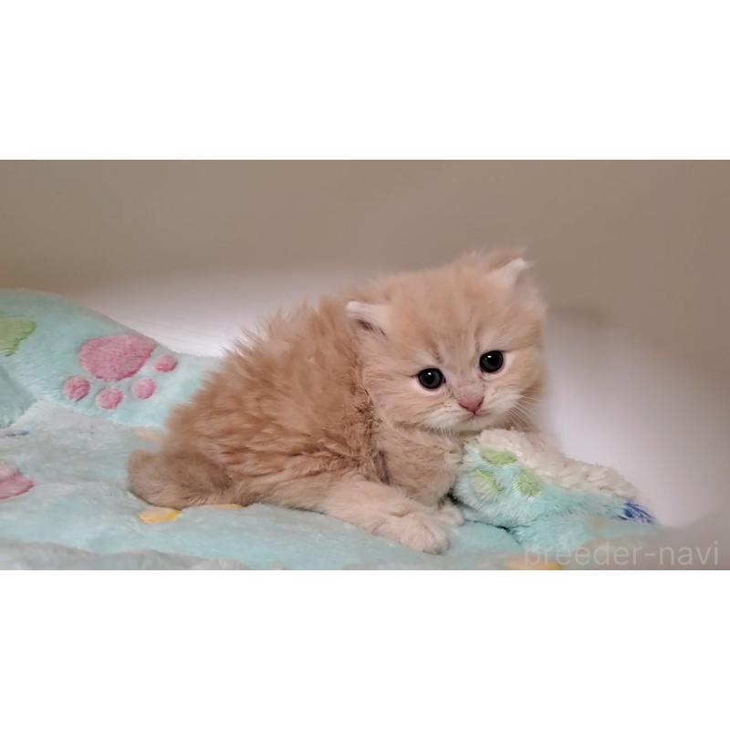 販売中の大阪府のミヌエット(短足)-135979の14枚目