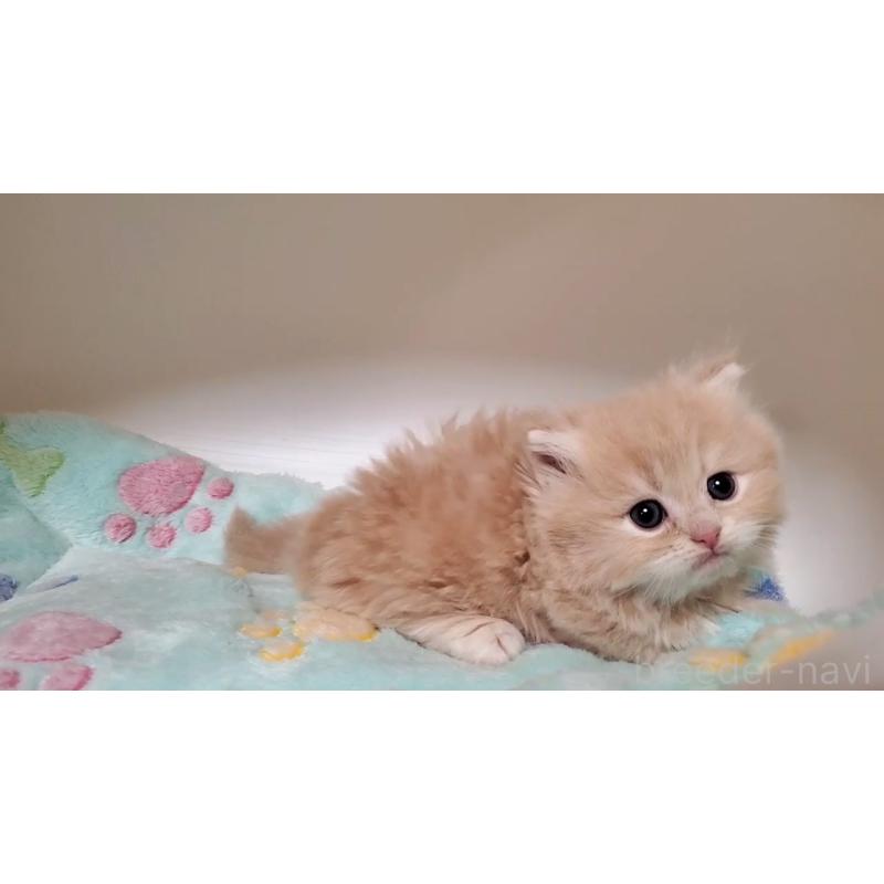 販売中の大阪府のミヌエット(短足)-135979の12枚目