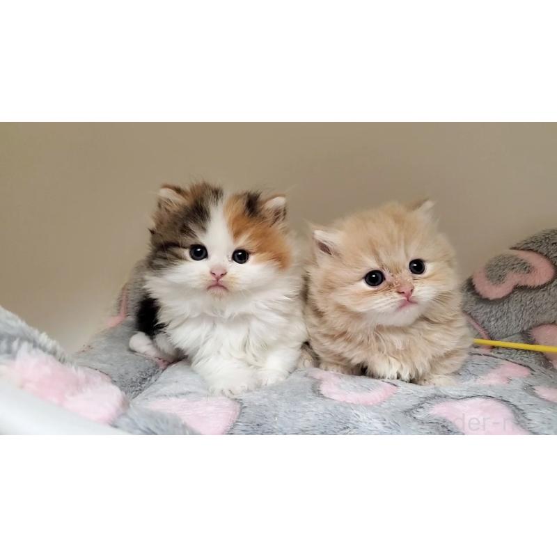 販売中の大阪府のミヌエット(短足)-135979の11枚目