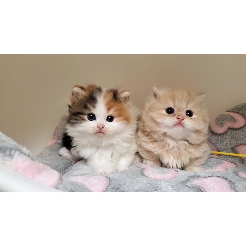 販売中の大阪府のミヌエット(短足)-135979の10枚目