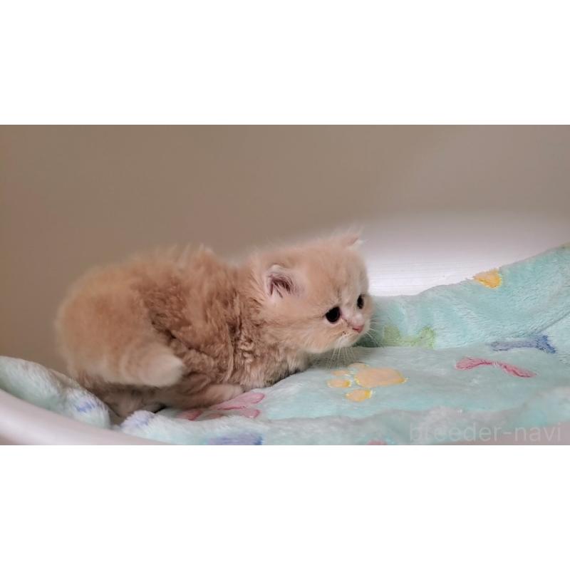 販売中の大阪府のミヌエット(短足)-135979の9枚目