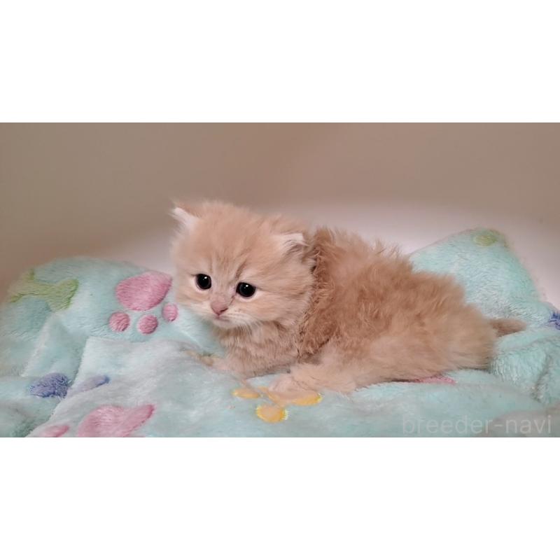 販売中の大阪府のミヌエット(短足)-135979の8枚目