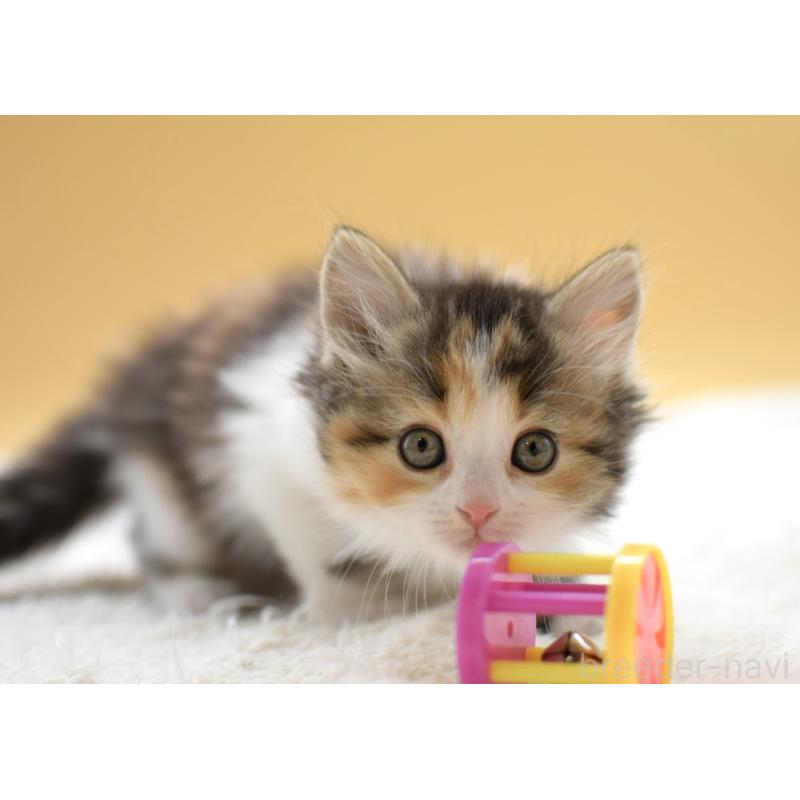 販売中の栃木県のマンチカン-135980の8枚目