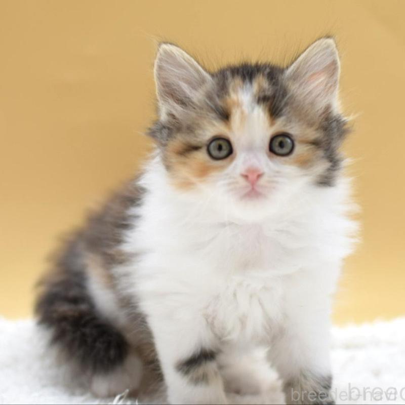 販売中の栃木県のマンチカン-135980