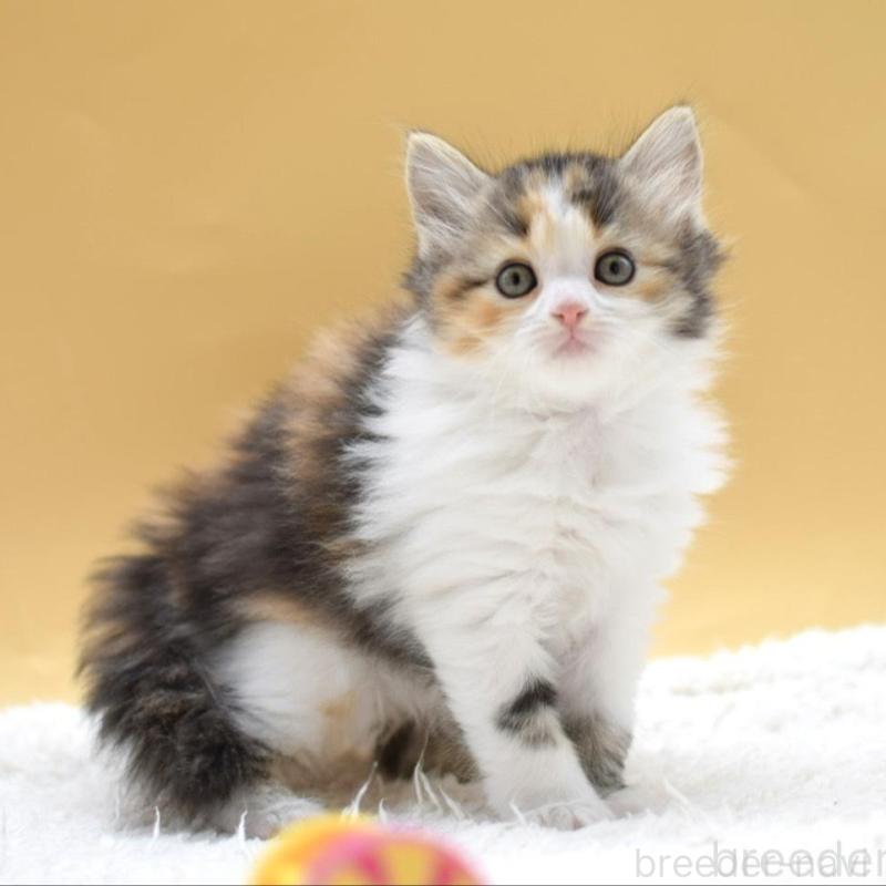 販売中の栃木県のマンチカン-135980の7枚目