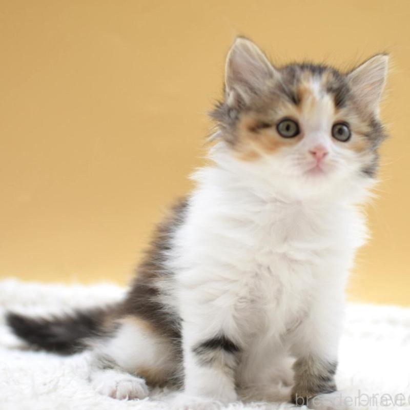 販売中の栃木県のマンチカン-135980の6枚目