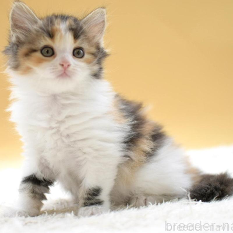 販売中の栃木県のマンチカン-135980の4枚目