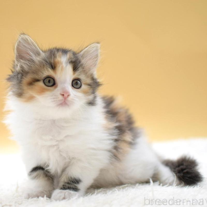 販売中の栃木県のマンチカン-135980の3枚目