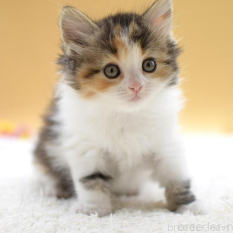 販売中の栃木県のマンチカン-135980の2枚目