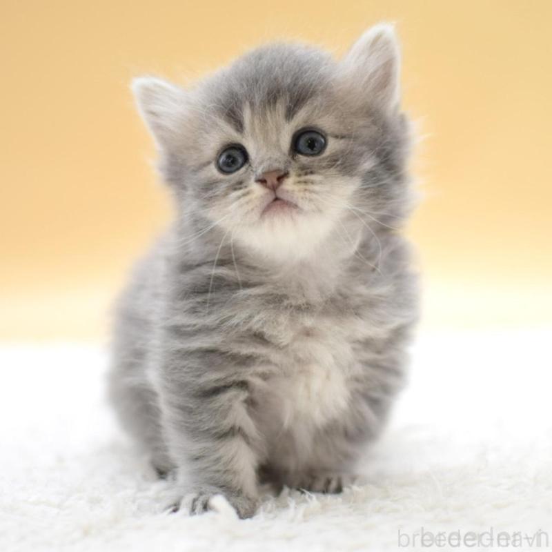 販売中の栃木県のマンチカン(短足)-135981の8枚目