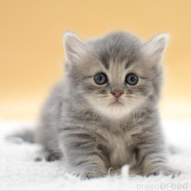 販売中の栃木県のマンチカン(短足)-135981の7枚目