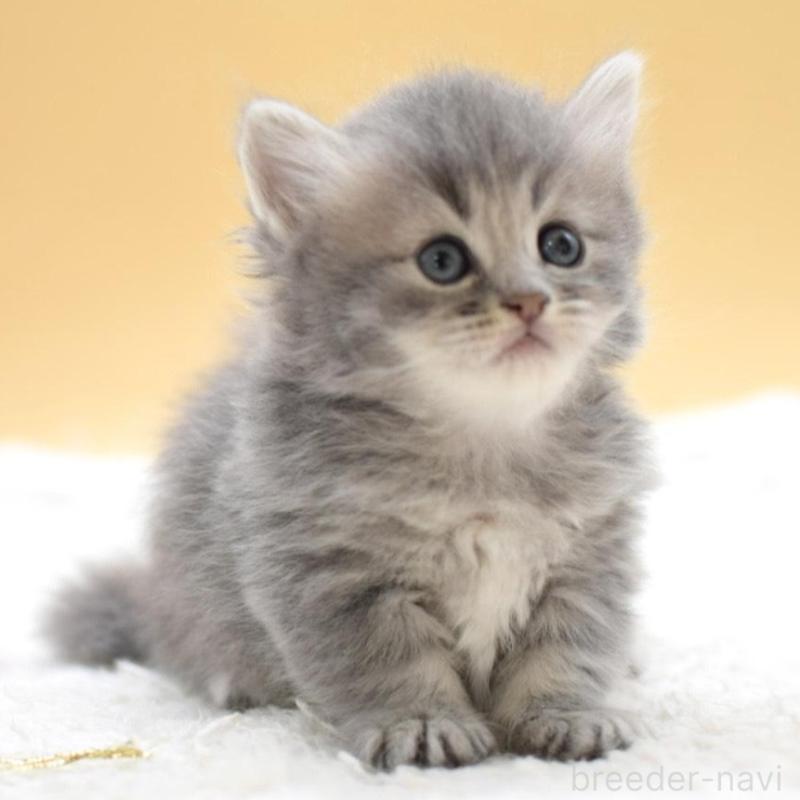 販売中の栃木県のマンチカン(短足)-135981の6枚目