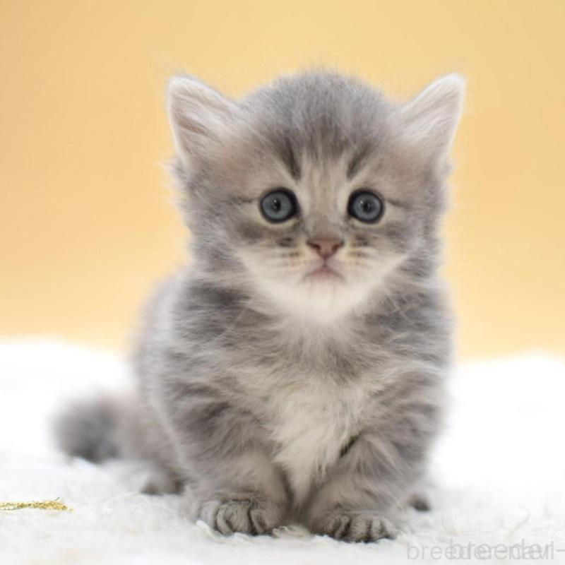 販売中の栃木県のマンチカン(短足)-135981の5枚目