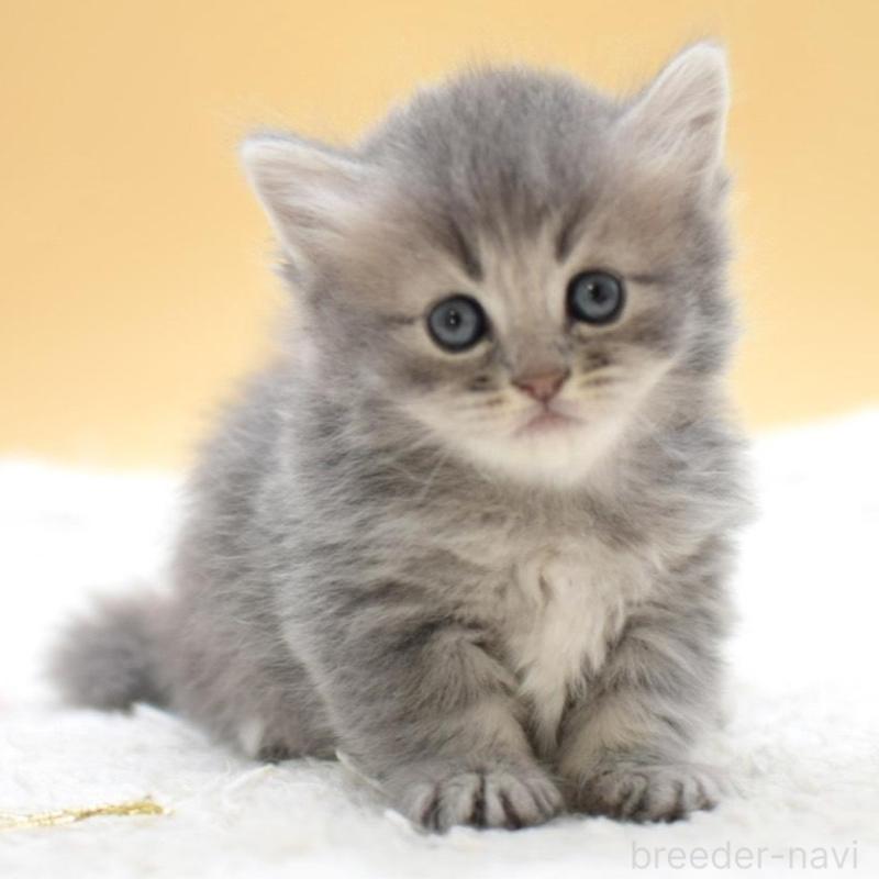 販売中の栃木県のマンチカン(短足)-135981の4枚目