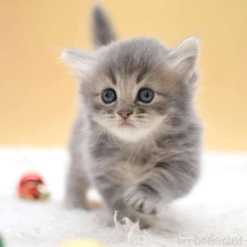 販売中の栃木県のマンチカン(短足)-135981の3枚目