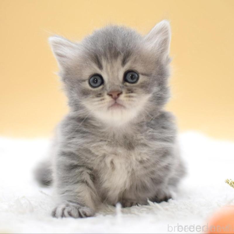 販売中の栃木県のマンチカン(短足)-135981の2枚目