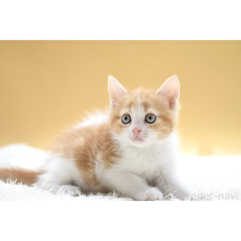 販売中の栃木県のマンチカン-135983の8枚目