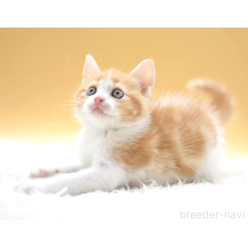 販売中の栃木県のマンチカン-135983の7枚目