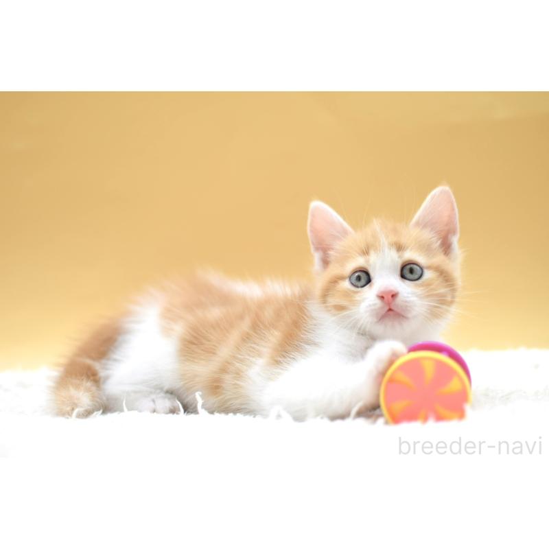 販売中の栃木県のマンチカン-135983の6枚目