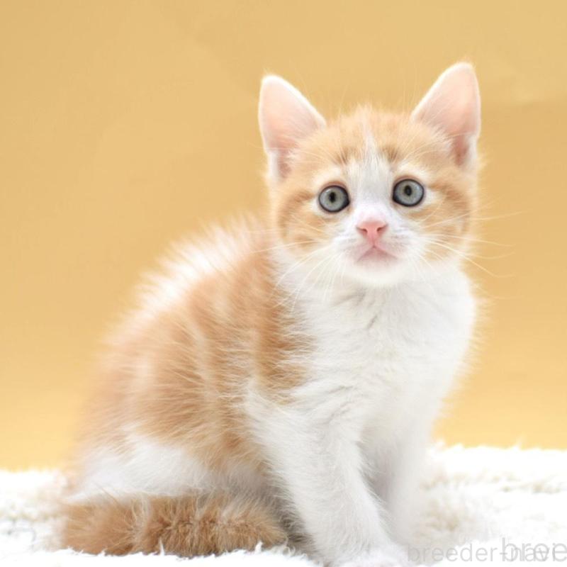 販売中の栃木県のマンチカン-135983の4枚目